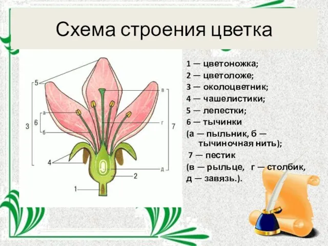 Схема строения цветка 1 — цветоножка; 2 — цветоложе; 3 —