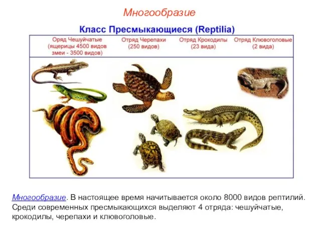 Многообразие Многообразие. В настоящее время начитывается около 8000 видов рептилий. Среди