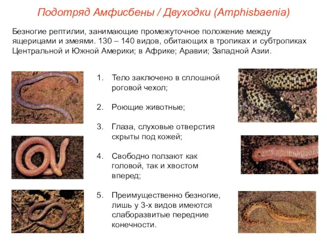 Подотряд Амфисбены / Двуходки (Amphisbaenia) Безногие рептилии, занимающие промежуточное положение между