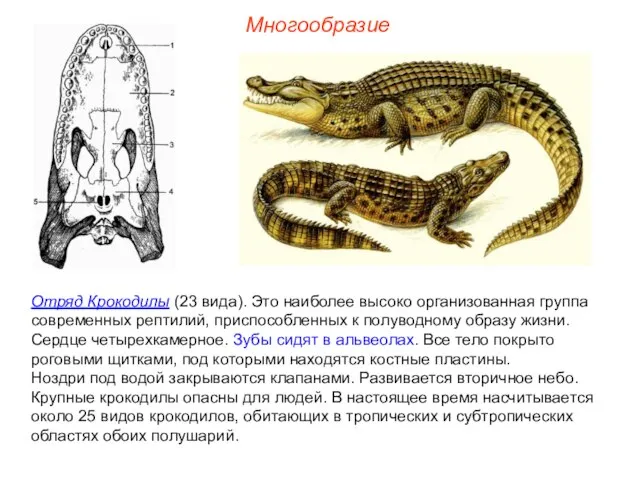 Многообразие Отряд Крокодилы (23 вида). Это наиболее высоко организованная группа современных