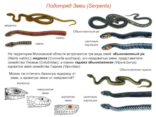 Подотряд Змеи (Serpents) На территории Московской области встречаются три вида змей: