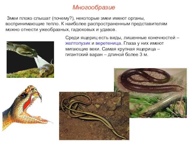 Многообразие Змеи плохо слышат (почему?), некоторые змеи имеют органы, воспринимающие тепло.