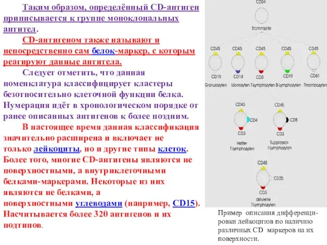 Пример описания дифференци- ровки лейкоцитов по наличию различных CD маркеров на