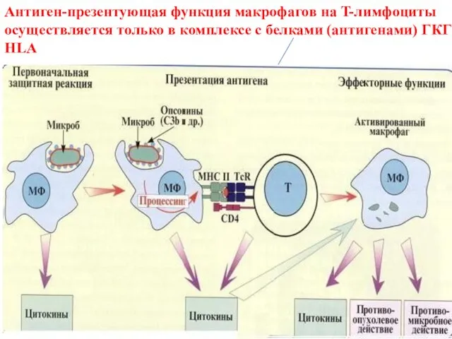 Антиген-презентующая функция макрофагов на T-лимфоциты осуществляется только в комплексе с белками (антигенами) ГКГ HLA