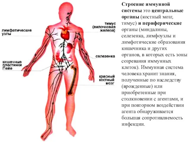 Строение иммунной системы это центральные органы (костный мозг, тимус) и периферические