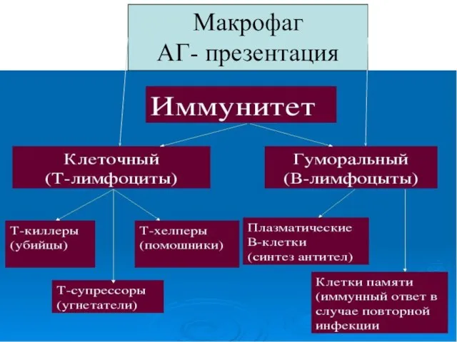 Макрофаг АГ- презентация