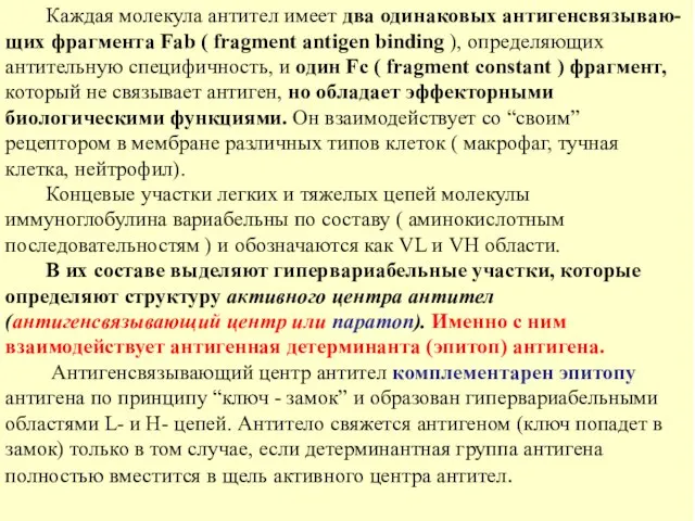 Каждая молекула антител имеет два одинаковых антигенсвязываю- щих фрагмента Fab (