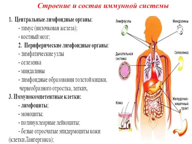 Строение и состав иммунной системы