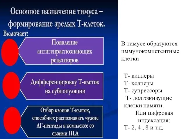 В тимусе образуются иммунокомпетентные клетки Т- киллеры Т- хелперы Т- супрессоры