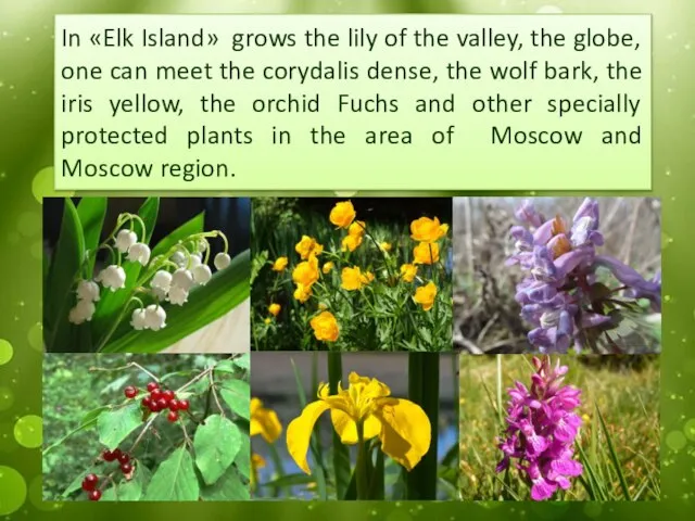 In «Elk Island» grows the lily of the valley, the globe,