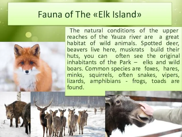 Fauna of The «Elk Island» The natural conditions of the upper