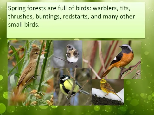 Spring forests are full of birds: warblers, tits, thrushes, buntings, redstarts, and many other small birds.