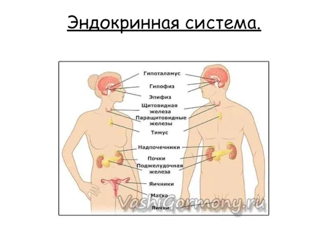 Эндокринная система.