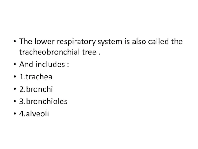 The lower respiratory system is also called the tracheobronchial tree .