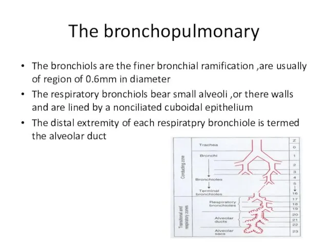 The bronchopulmonary The bronchiols are the finer bronchial ramification ,are usually