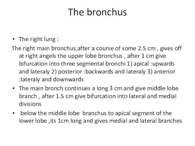 The bronchus The right lung : The right main bronchus,after a