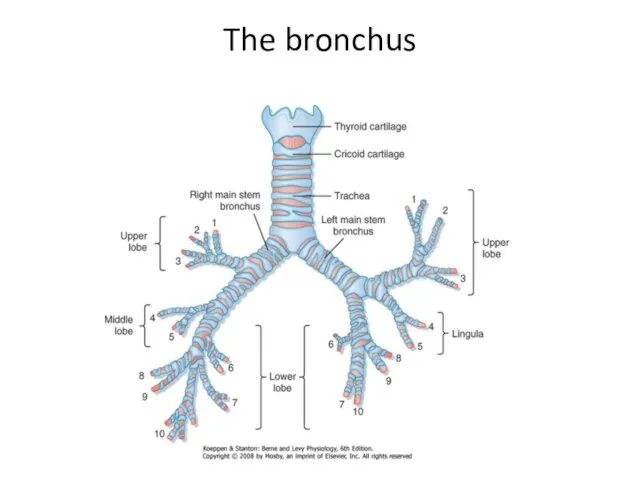 The bronchus