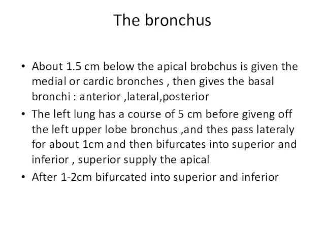 The bronchus About 1.5 cm below the apical brobchus is given