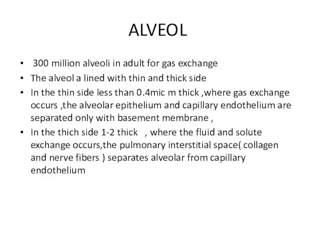 ALVEOL 300 million alveoli in adult for gas exchange The alveol