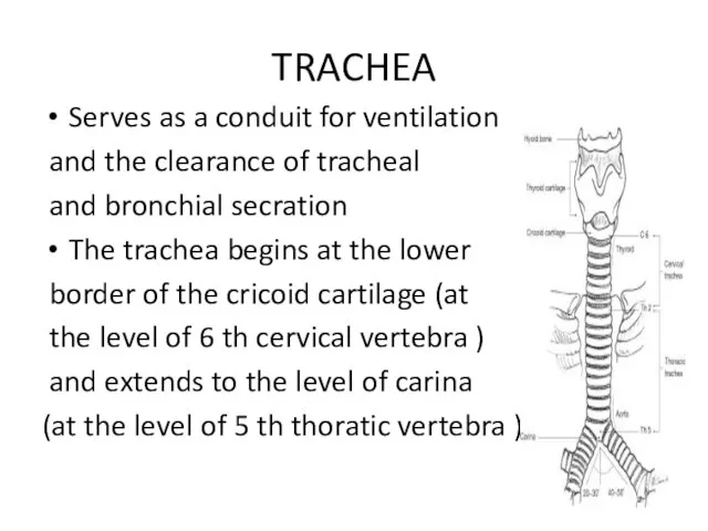 TRACHEA Serves as a conduit for ventilation and the clearance of