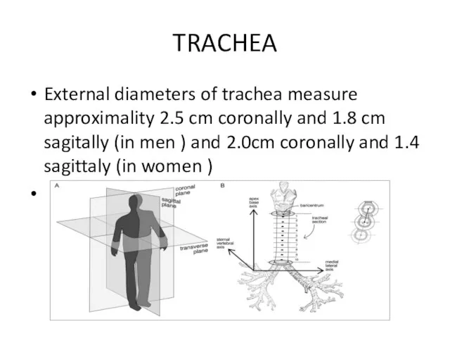 TRACHEA External diameters of trachea measure approximality 2.5 cm coronally and