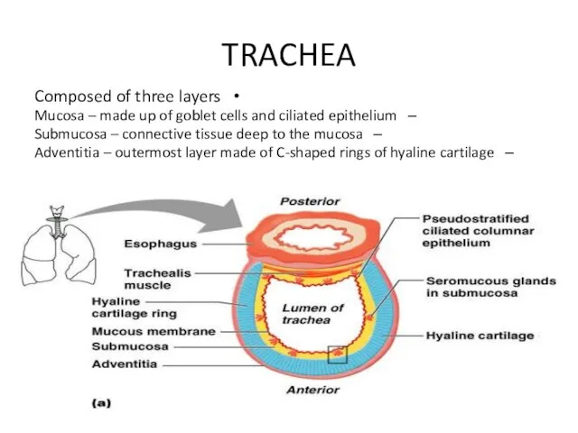 TRACHEA Composed of three layers Mucosa – made up of goblet