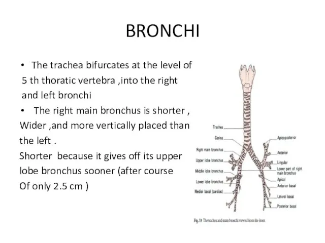 BRONCHI The trachea bifurcates at the level of the 5 th