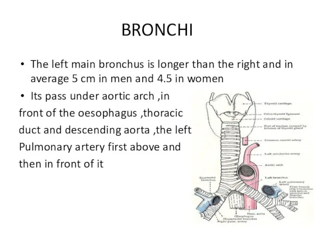 BRONCHI The left main bronchus is longer than the right and