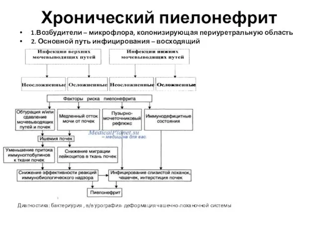 Хронический пиелонефрит 1.Возбудители – микрофлора, колонизирующая периуретральную область 2. Основной путь