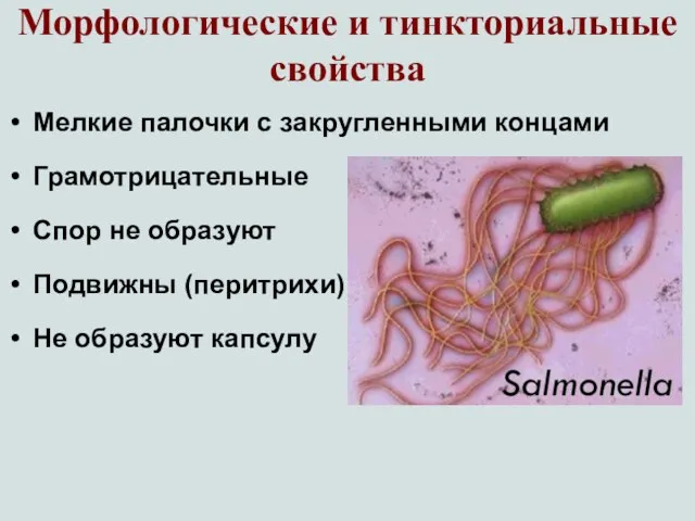 Морфологические и тинкториальные свойства Мелкие палочки с закругленными концами Грамотрицательные Спор