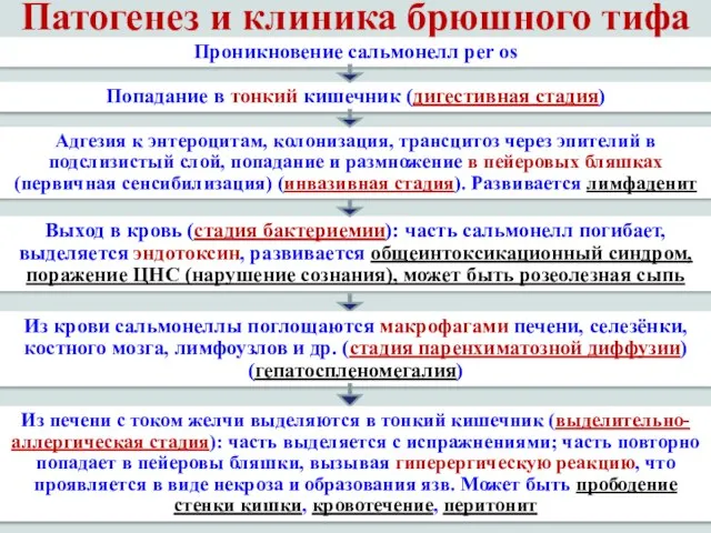 Патогенез и клиника брюшного тифа Проникновение сальмонелл per os Попадание в