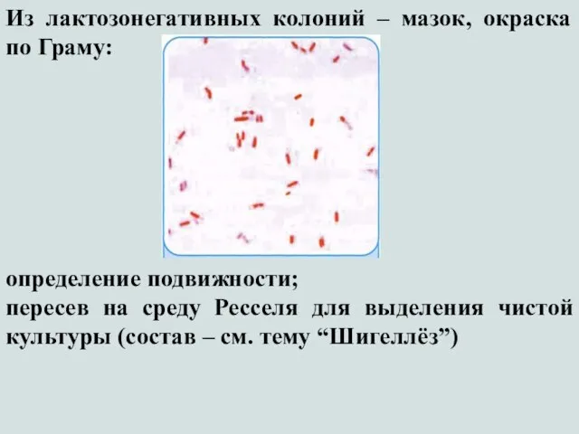 Из лактозонегативных колоний – мазок, окраска по Граму: определение подвижности; пересев