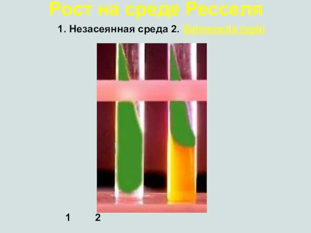 Рост на среде Ресселя 1. Незасеянная среда 2. Salmonella typhi 1 2