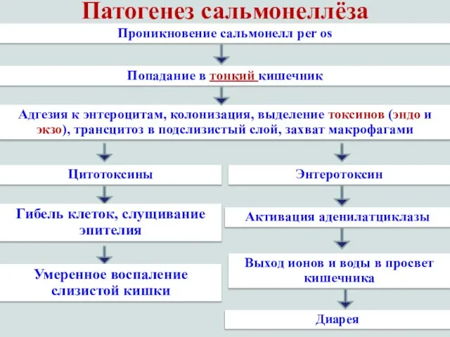 Патогенез сальмонеллёза Проникновение сальмонелл per os Попадание в тонкий кишечник Адгезия