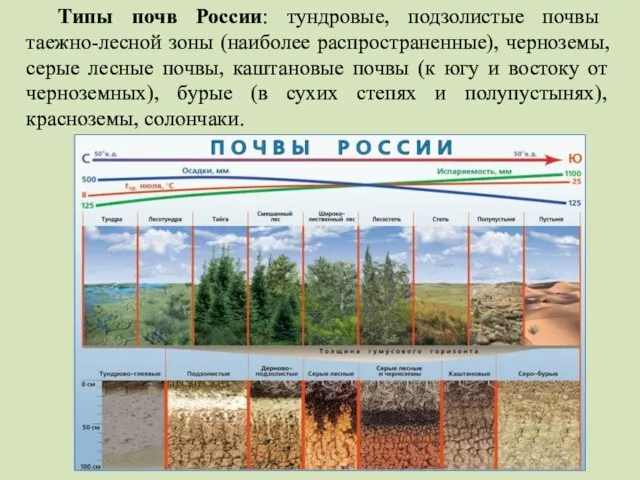 Типы почв России: тундровые, подзолистые почвы таежно-лесной зоны (наиболее распространенные), черноземы,