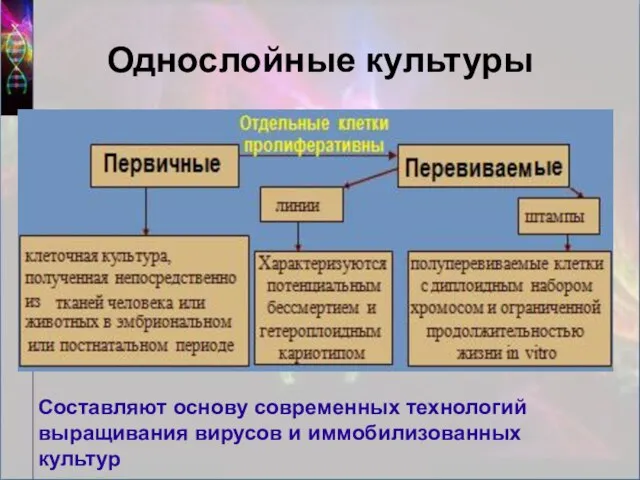 Однослойные культуры Составляют основу современных технологий выращивания вирусов и иммобилизованных культур