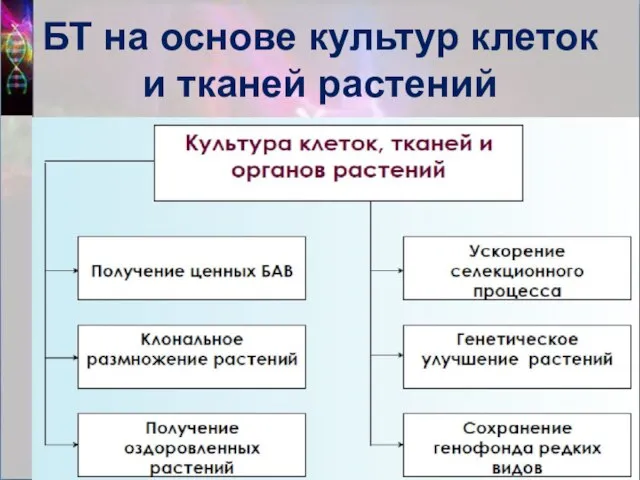 БТ на основе культур клеток и тканей растений