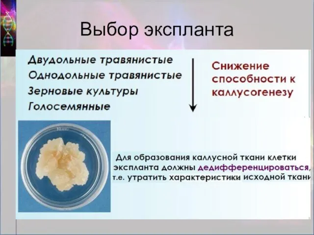 Выбор экспланта