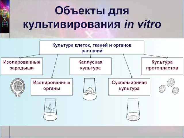 Объекты для культивирования in vitro