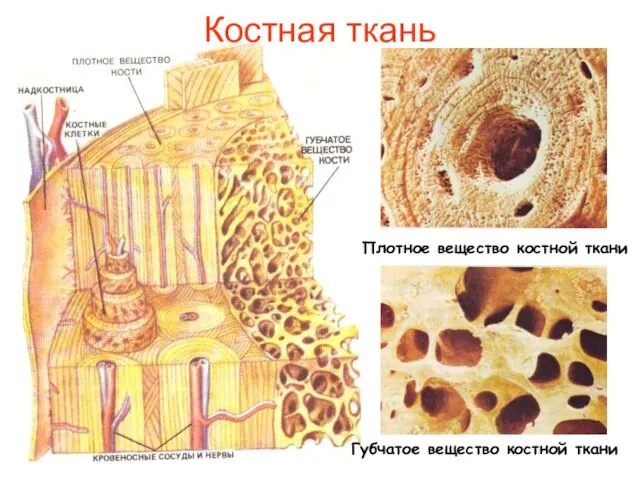 Костная ткань Плотное вещество костной ткани Губчатое вещество костной ткани