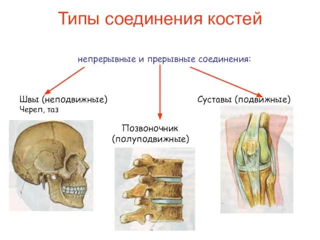 Типы соединения костей непрерывные и прерывные соединения: Швы (неподвижные) Суставы (подвижные) Череп, таз Позвоночник (полуподвижные)