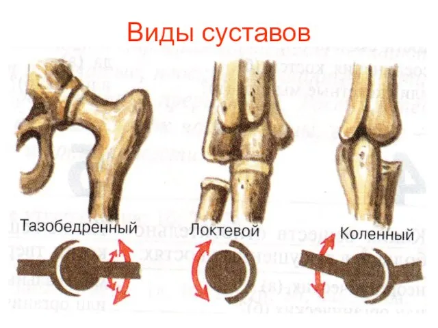 Виды суставов