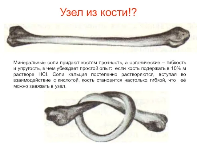 Узел из кости!? Минеральные соли придают костям прочность, а органические –