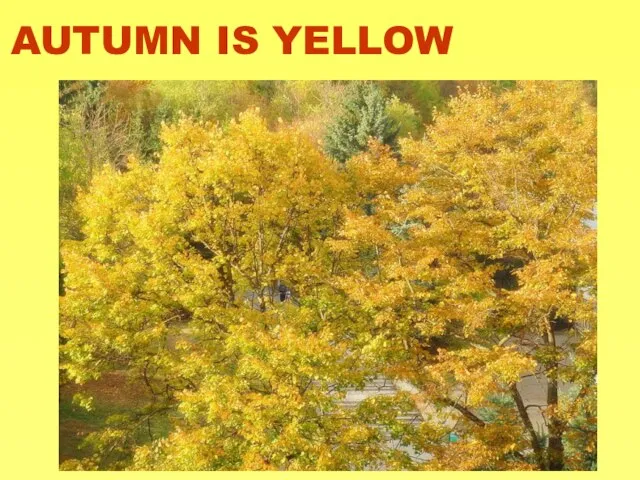 AUTUMN IS YELLOW