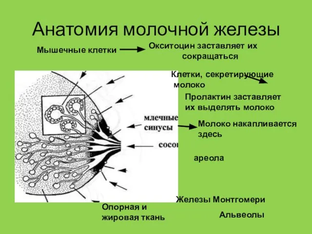 Анатомия молочной железы Мышечные клетки Окситоцин заставляет их сокращаться Клетки, секретирующие