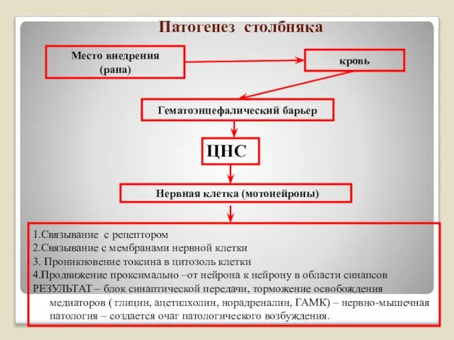 Патогенез столбняка Место внедрения (рана) кровь Гематоэнцефалический барьер ЦНС Нервная клетка