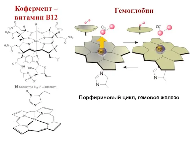 Гемоглобин Порфириновый цикл, гемовое железо Кофермент – витамин В12