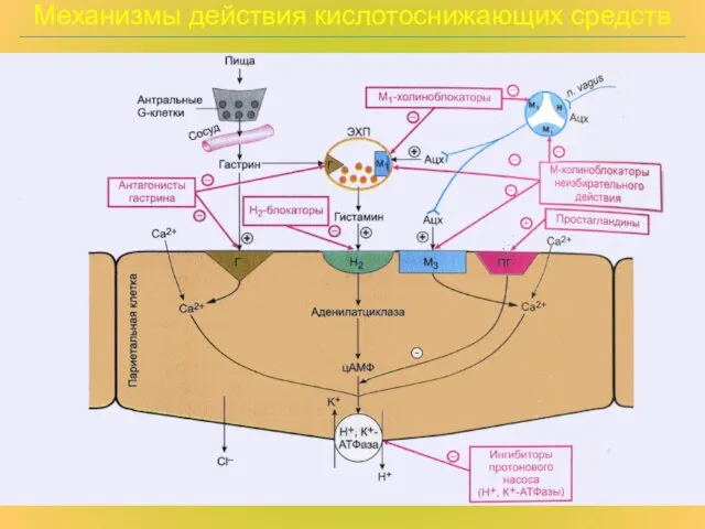 Механизмы действия кислотоснижающих средств