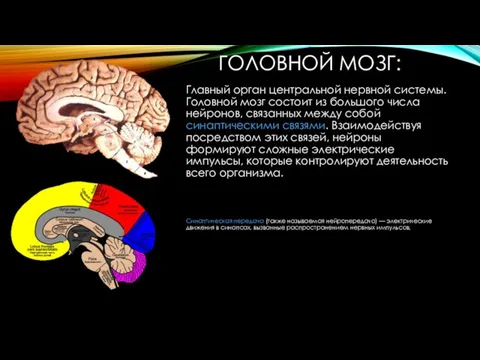 ГОЛОВНОЙ МОЗГ: Главный орган центральной нервной системы. Головной мозг состоит из