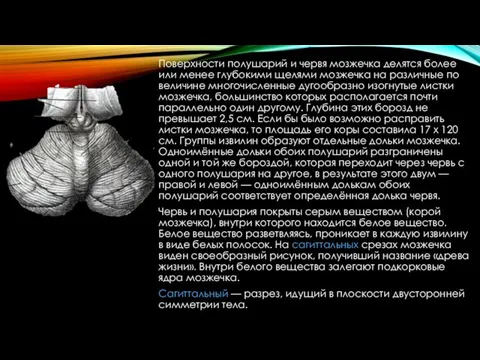 Поверхности полушарий и червя мозжечка делятся более или менее глубокими щелями